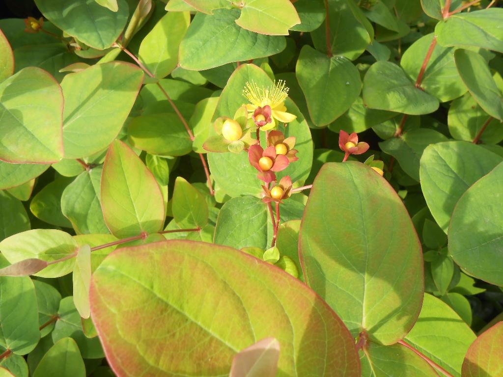 Hertshooi (taille moyenne), Jardin & Terrasse, Plantes | Jardin, Autres espèces, Enlèvement