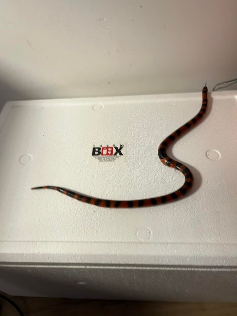 tachetée Lampropeltis triangulum femelle, Animaux & Accessoires, Reptiles & Amphibiens | Accessoires, Comme neuf, Enlèvement