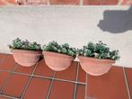 Teracotta bloempotten, Tuin en Terras, Ophalen, Zo goed als nieuw, Kunststof