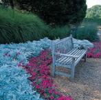 3 x senecio silver dust in pot, Enlèvement, Plante fixe