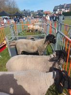 Schapen scheren, Dieren en Toebehoren