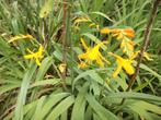 Crocosmia of Mombretia enkele soorten/kleuren, Tuin en Terras, Planten | Tuinplanten, Vaste plant, Halfschaduw, Zomer, Ophalen