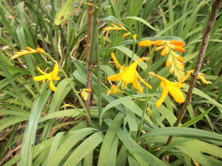 Crocosmia of Mombretia enkele soorten/kleuren, Tuin en Terras, Planten | Tuinplanten, Vaste plant, Overige soorten, Halfschaduw