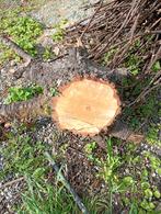 Gratis boomstronken volwassenen berken brandhout, Tuin en Terras, Minder dan 3 m³, Ophalen, Berkenhout, Stammen