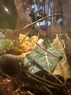 wandelende tak, Dieren en Toebehoren, Wandelende tak