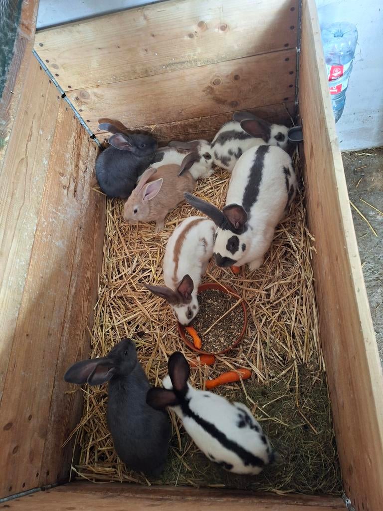 Vlinder konijnen, Dieren en Toebehoren, Konijnen