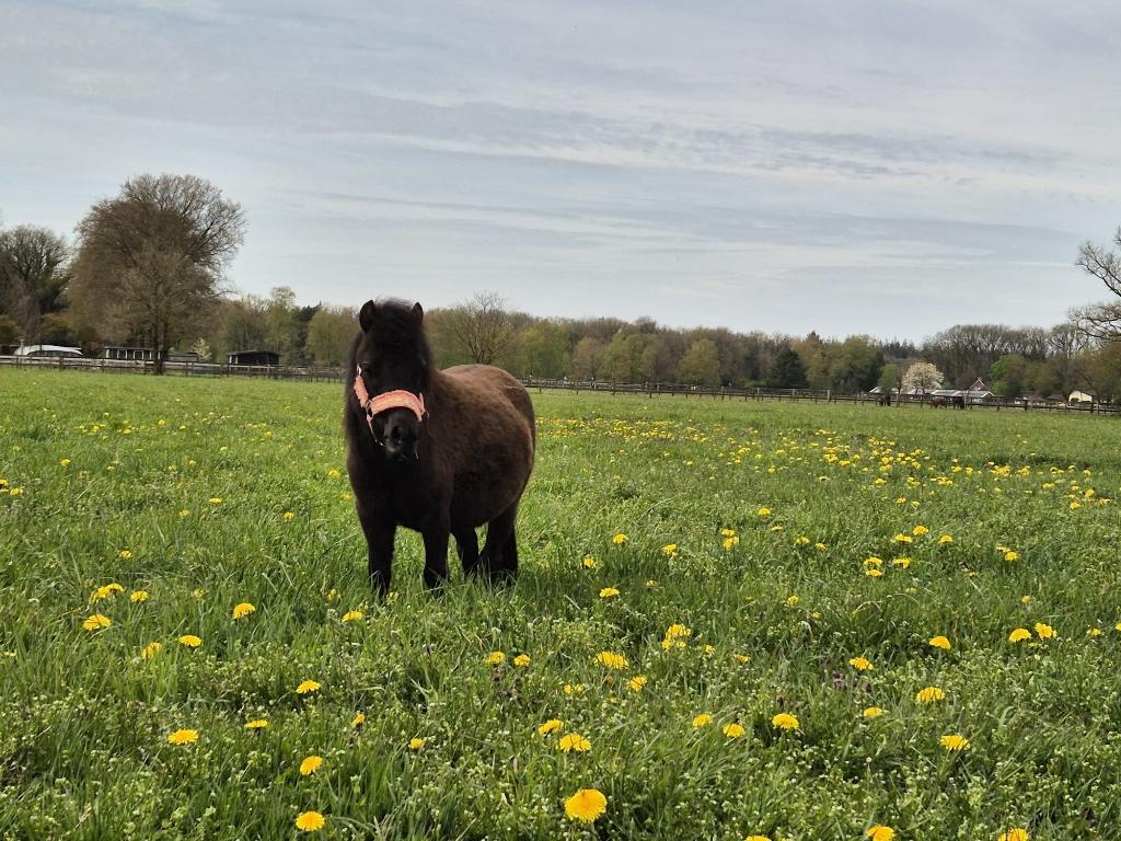 Lieve 2 jarige Falabella merrie, Merrie, Met stamboom, 0 tot 2 jaar, A pony (tot 1.17m)