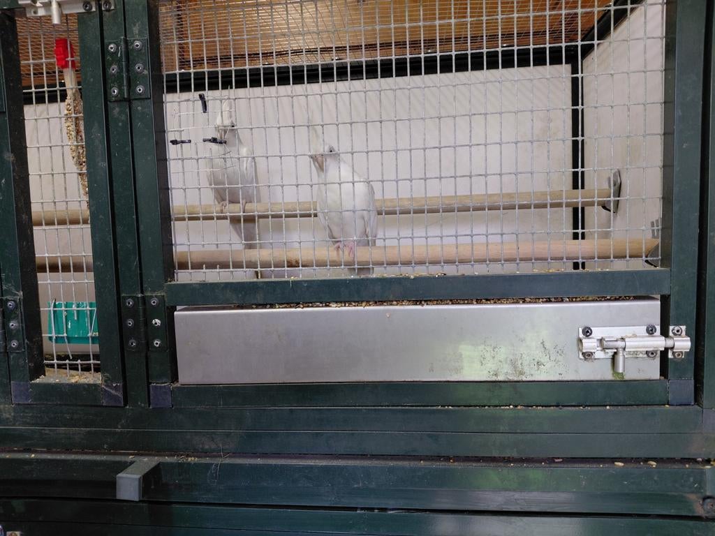 Perruche calopsitte blanche