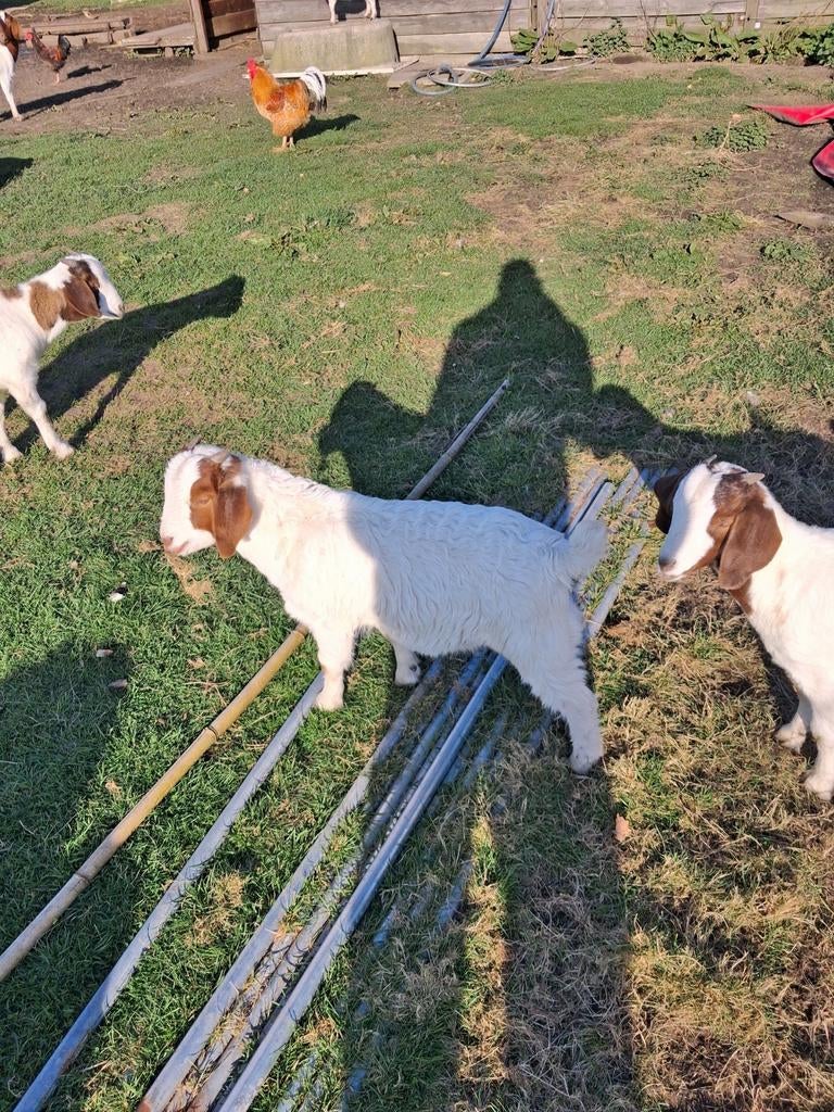 Jonge boergeiten, Dieren en Toebehoren, Schapen, Geiten en Varkens