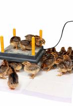 Cream legbar engelse legkip kuikens, Sexe inconnu, Poule ou poulet