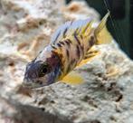 Aulonocara Yellow Berry malawi cichliden, Vis, Zoetwatervis