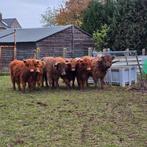 6 Mini Schotse highlander koetjes te koop, Dieren en Toebehoren
