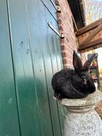 Vlaamse reus, Animaux & Accessoires, Animaux perdus et trouvés