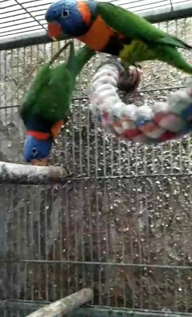 Koppel roodnek Lori, Tam