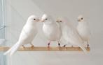 Mooie witte kanaries - superzangers !!!, Dieren en Toebehoren, Vogels | Kanaries