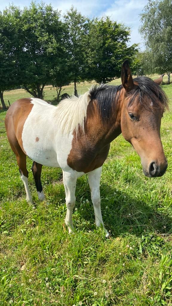 3 jarige bonte merrie, Dieren en Toebehoren, Merrie, Gechipt