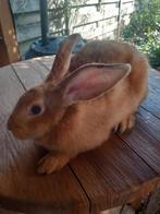 Laatste jonge gele vrouwelijke Vlaamse reus, Dieren en Toebehoren, Konijnen