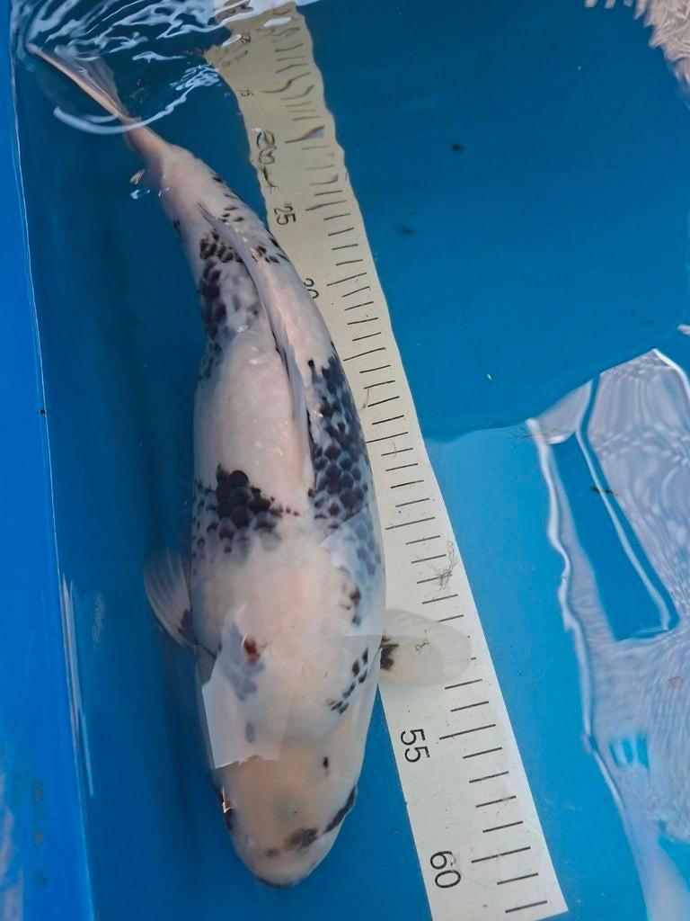 Koi japonais, Animaux & Accessoires, Poissons | Poissons d'étang