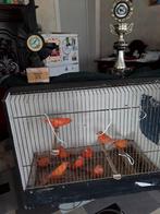 4 rode kanaries, Dieren en Toebehoren, Vogels | Kanaries