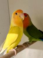 Kweekkoppel roseicollis, Meerdere dieren, Dwergpapegaai of Agapornis