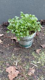 Campanula portenschlagiana, Ophalen, Bodembedekkers, Volle zon, Vaste plant