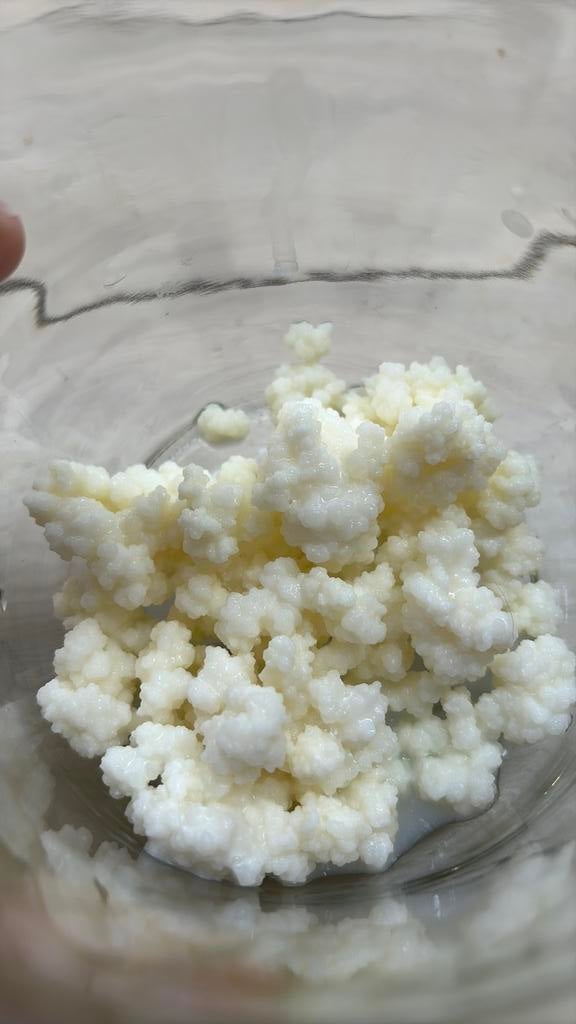 Yoghurtbloempjes - melkkefir, Ophalen