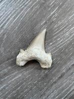 Haaientand fossiel, Ophalen of Verzenden, Fossiel