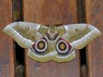 Gonimbrasia Zambesina  Moth, Dieren en Toebehoren, Insecten en Spinnen, Vlinders of Rupsen
