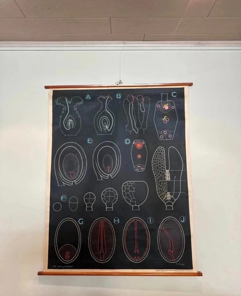 Oude schoolkaart, Antiek en Kunst, Antiek | Schoolplaten, Ophalen, Natuur en Biologie