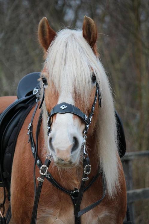 Barokke tuig Full, Dieren en Toebehoren, Paarden en Pony's | Hoofdstellen en Tuigage, Nieuw, Recreatie, Ophalen of Verzenden