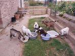 6 mooie dwerggeitjes bokjes, Dieren en Toebehoren, Mannelijk, Geit, 0 tot 2 jaar