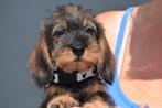 Teckel pups Ruwhaar juist uit nestje, België, 8 tot 15 weken, Dwerg, Meerdere