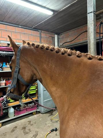 Professionele toilettage scheren&vlechten ervaring 4*niveau