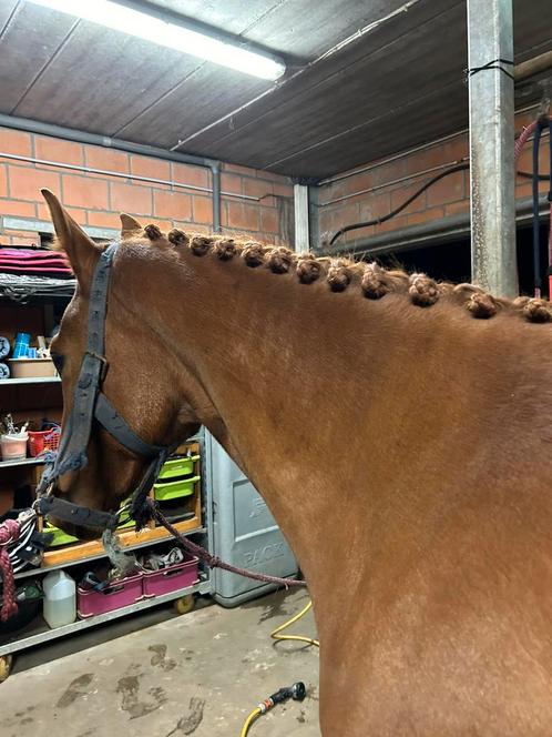 Professionele toilettage scheren&vlechten ervaring 4*niveau, Dieren en Toebehoren, Paarden