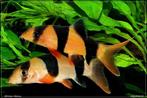 2 jonge clown botia s, Dieren en Toebehoren, Vissen | Aquariumvissen