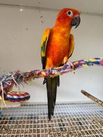 zonparkiet man, Mâle, Perruche, Bagué