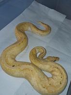 Banana Fire Pastel Pied 1.0, Serpent, 3 à 6 ans