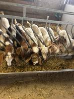 Boergeit lammeren, Dieren en Toebehoren, Schapen, Geiten en Varkens