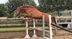 5 jarig springpaard van Comthago VDL, Dieren en Toebehoren, Paarden, Ruin, Zadelmak, Springpaard