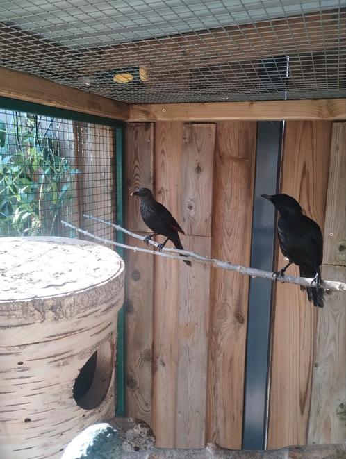 Prachtig koppel roodvleugelspreeuwen, Dieren en Toebehoren, Vogels | Overige Vogels, Meerdere dieren, Geringd