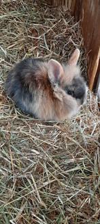 3 schattige baby konijntjes te koop, Dieren en Toebehoren, Konijnen