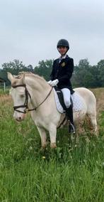 Super brave D-pony te koop, Ruin, Dressuurpony, L, 11 jaar of ouder