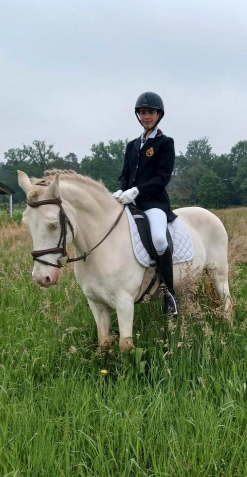 Super brave D-pony te koop, Dieren en Toebehoren, Pony's, Ruin, L, D pony (1.37m tot 1.48m), Dressuurpony, 11 jaar of ouder, Ontwormd