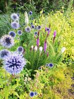 Echinops ritro, blauwe kogeldistel, vaste planten, Tuin en Terras, Planten | Tuinplanten, Vaste plant, Ophalen of Verzenden