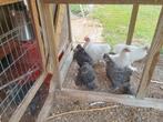 Zijdehoen en zijdehoen-cochin mix te koop., Dieren en Toebehoren, Pluimvee
