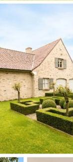 Gezonde Buxus zonder mot. Mooie ronde en strakke, Tuin en Terras, Ophalen of Verzenden, Buxus