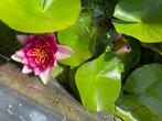 waterlelies, Tuin en Terras, Vijvers, Ophalen