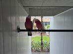 Lutino kaketoes, Dieren en Toebehoren, Vogels | Parkieten en Papegaaien