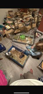 Gratis cavia en konijn, Ophalen, Cavia