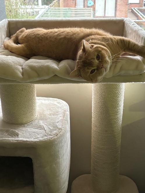 brits korthaar dekkater red spotted, Dieren en Toebehoren, Katten en Kittens | Dekkaters, 0 tot 2 jaar